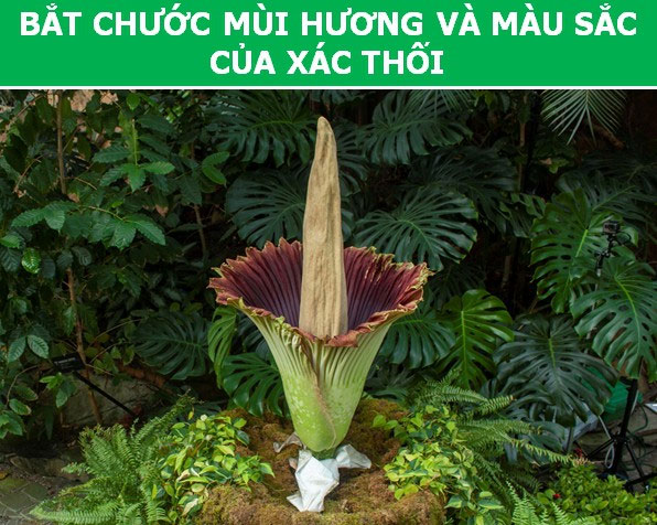 Kỳ thú những 
