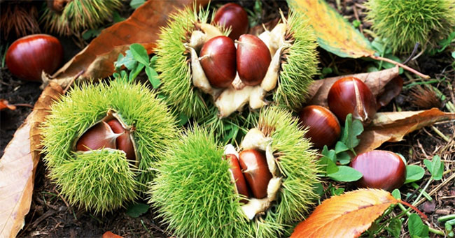 Loại hạt được coi là “quả nhân sâm” có tác dụng ngừa ung thư, rất phổ biến vào mùa đông