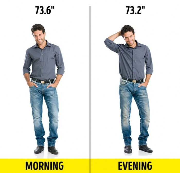 Buổi sáng bạn cao hơn buổi tối 1cm