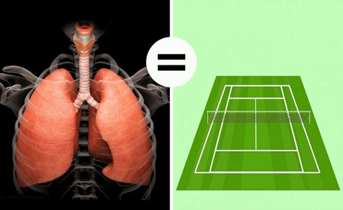 Tổng diện tích phổi người bằng tổng diện tích của sân tennis