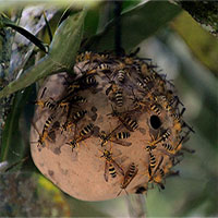 Nọc độc ong bắp cày có thể giúp con người chống lại siêu vi khuẩn