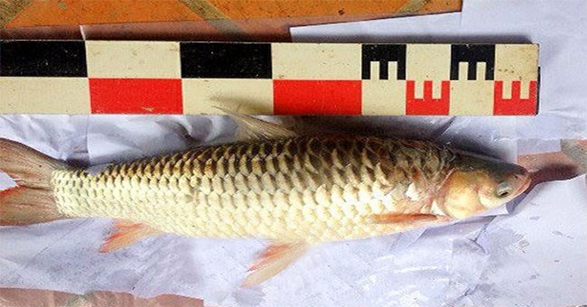 Vén màn bí ẩn về loài cá lạ: Hễ cứ ăn vào là say như uống rượu