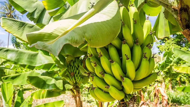 Trồng chuối không cần... đất