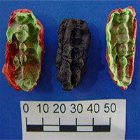 Phát hiện “kẹo cao su cổ đại” 8.000 năm tuổi