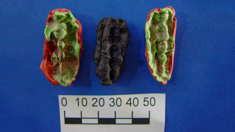 Phát hiện "kẹo cao su cổ" 8.000 năm tuổi