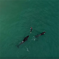 Cá voi sát thủ bao vây người đi biển ở New Zealand