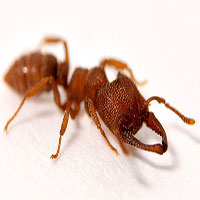 Loài kiến có bộ hàm "quái vật", đóng mở nhanh gấp 5.000 lần một cái chớp mắt