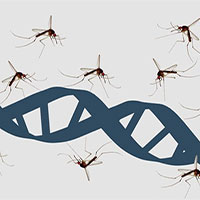 Vì sao muỗi hút máu người nhiễm HIV, muỗi không bị bệnh?