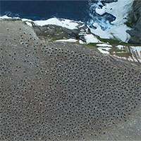 “Tổ bí ẩn” của 1,5 triệu con chim cánh cụt con người chưa từng biết đến