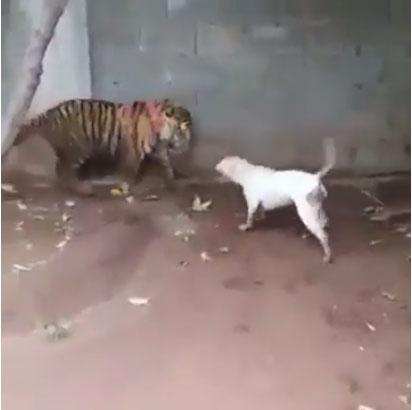 Cả gan trêu đùa hổ dữ, chó Dogo nhận kết cục bi thảm