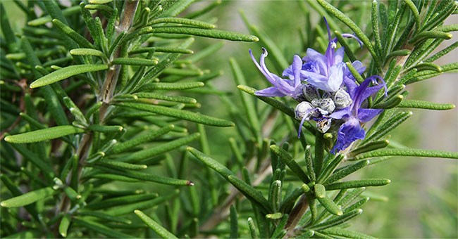 Ngôi làng có tới 300 người sống 100 tuổi nhờ ăn lá gia vị này!