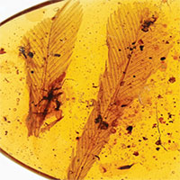 Lông đuôi chim tiền sử mắc kẹt 100 triệu năm trong hổ phách