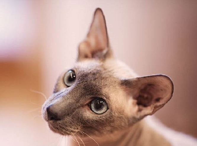 Giống mèo ít lông Peterbald, nhân sư vùng Petersburg