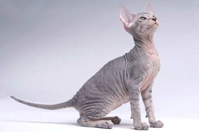 Giống mèo ít lông Peterbald, nhân sư vùng Petersburg