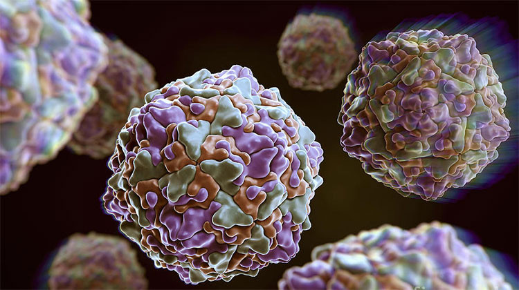 Virus gây bệnh nhẹ ở người trưởng thành nhưng khến thai nhi dị tật tim