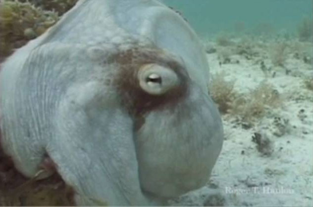 Con bạch tuộc đổi màu ngay lập tức.