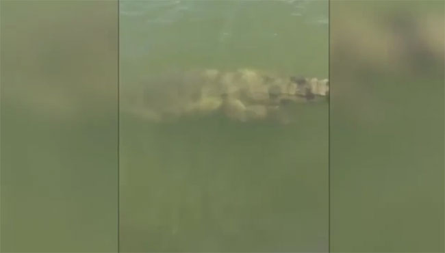 Con cá sâu bơi qua lại nơi ngư dân thả cần câu rồi lại biến mất trong làn nước đục.