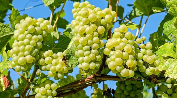 Những cách tự nhiên giúp hạn chế tác hại của rượu