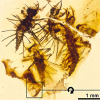 Côn trùng mới nở chết cứng trong hổ phách 130 triệu năm