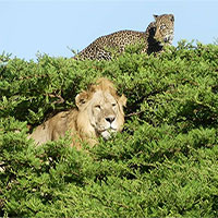 Báo đốm trèo lên ngọn cây để trốn sư tử