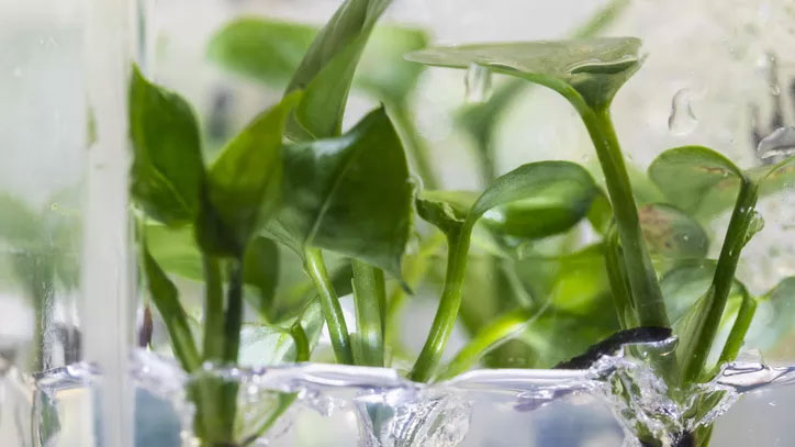 Cây biến đổi gene có thể làm sạch không khí ô nhiễm