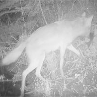 Lần đầu ghi hình chó sói săn cá trong công viên Mỹ