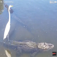 Chuyện khó tin: Cá sấu "làm phà" đưa chim diệc qua sông