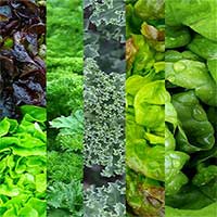 Ăn rau xanh hợp lý có thể giúp ngăn ngừa bệnh gan nhiễm mỡ