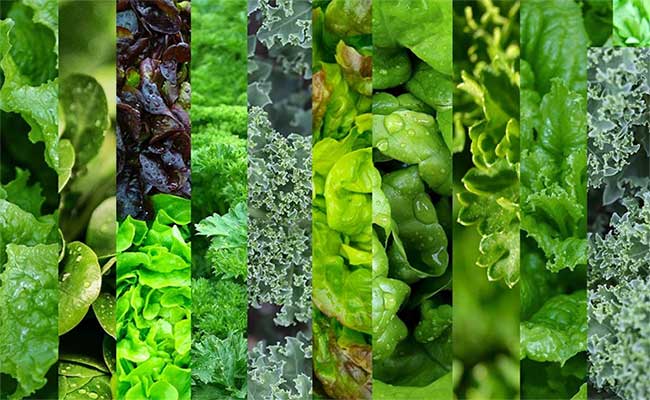 Ăn rau xanh hợp lý có thể giúp ngăn ngừa bệnh gan nhiễm mỡ