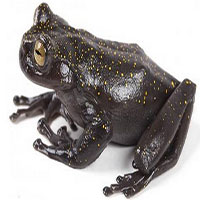 Phát hiện loài ếch có móng vuốt hoàn toàn mới trên dãy núi dài nhất thế giới