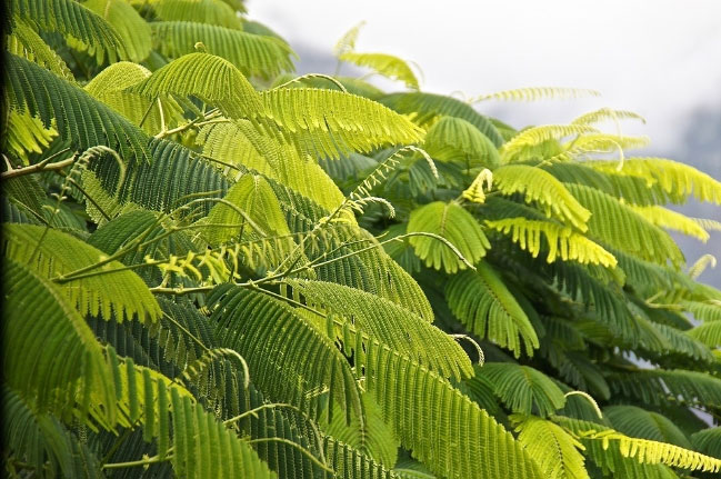 Bước đột phá về tăng hiệu quả quang hợp của cây trồng