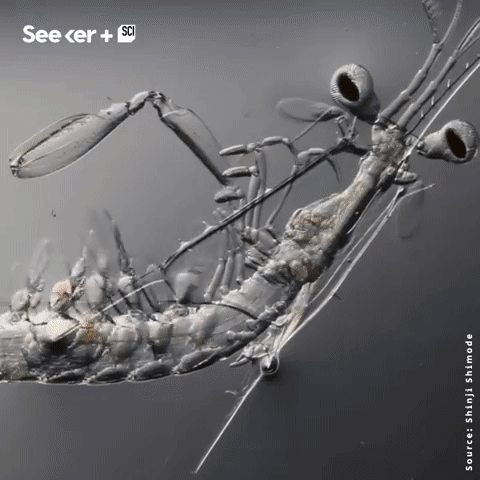 Mỗi thước phim ở cấp độ hiển vi đều cần sự hỗ trợ của hàng loạt thiết bị tiên tiến để ghi lại.