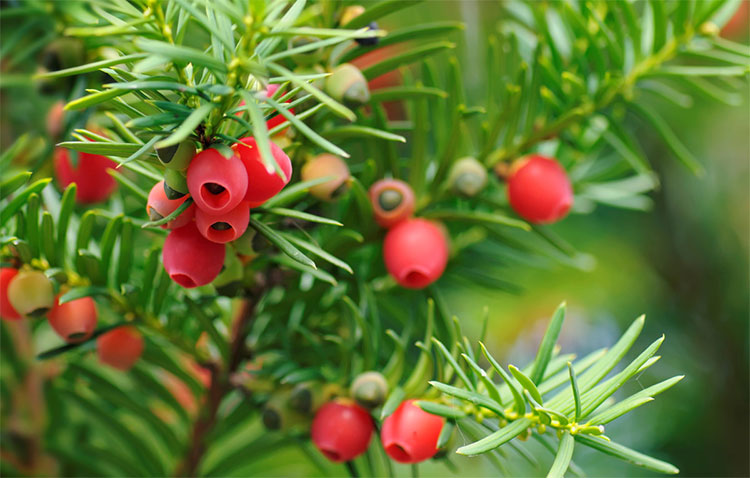 Những phương pháp chữa bệnh 