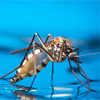 Tìm ra phương pháp mới làm giảm sinh sản của muỗi