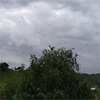 Choáng với cơn mưa nhền nhện ở Brazil