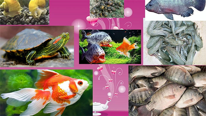 Nhận diện rõ sinh vật ngoại lai