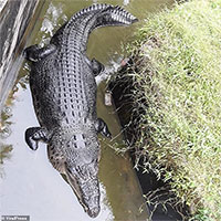 Cá sấu khổng lồ nhảy cao chưa từng thấy đớp người ăn thịt ở Indonesia