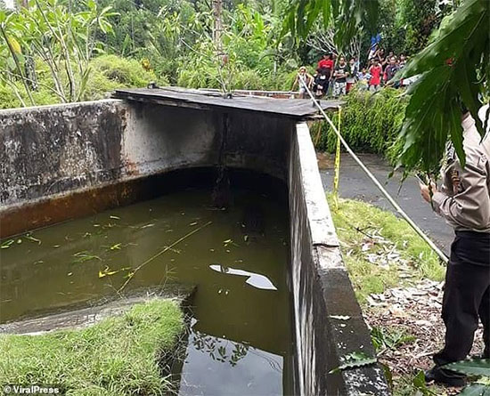 Cá sấu khổng lồ nhảy cao chưa từng thấy đớp người ăn thịt ở Indonesia