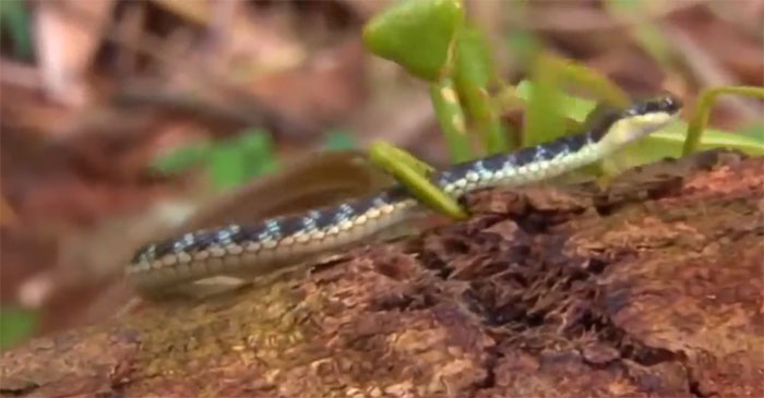 Bọ ngựa dũng cảm chiến đấu và "làm thịt" chú rắn nhỏ.