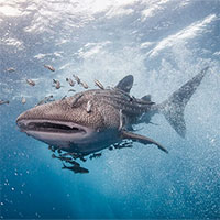 Khả năng “nhịn đói” kì lạ của cá mập voi