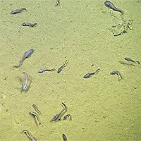 Phát hiện lươn và cá mập sống được ở vùng nước thiếu ôxy không tưởng