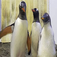 Cặp chim cánh cụt đồng tính gây sốt ở Úc có con gái