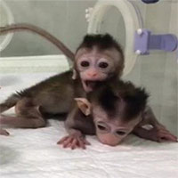 Trung Quốc cho sinh sản vô tính khỉ biến đổi gene để nghiên cứu sức khỏe tâm thần
