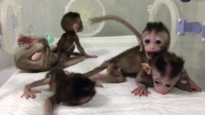 Năm chú khỉ sinh sản vô tính trong nghiên cứu.