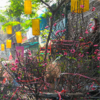 Chợ hoa Hà Nội chỉ họp một lần trong năm vào dịp Tết