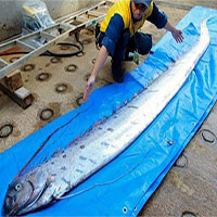 Xác cá "rồng biển" khiến người dân Nhật Bản lo lắng