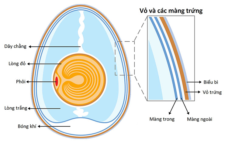 Hỏi khó: Những chú gà con ở trong quả trứng kín mít làm sao thở được nhỉ?