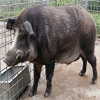Khoa học thuần hóa lợn rừng thành lợn nhà thế nào?