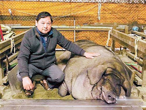 Năm Hợi bàn chuyện lạ về heo