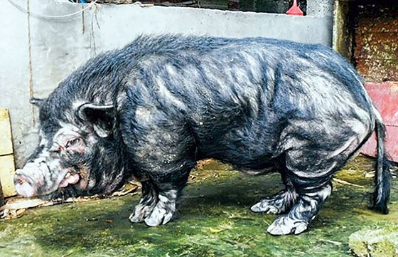 Năm Hợi bàn chuyện lạ về heo